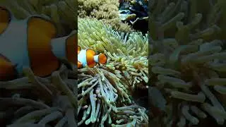 bright fast clown fish #diving #bali #travel #divingbali #fish #ocean #бали #дайвинг
