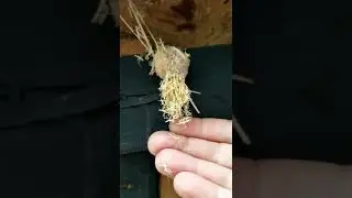 Praying Mantis Hatching