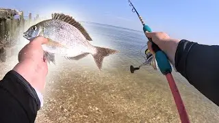 FISHING for PORGIES From the Beach North Shore Long Island