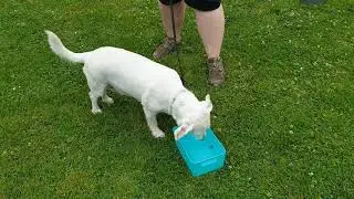 wasserchallenge