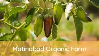 Picking fruits & vegetables at Matinabad Organic Farm, Iran