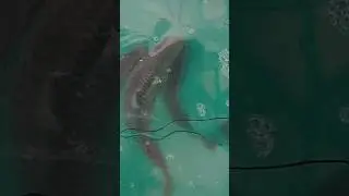 carp fish breeding #shortsindia #shorts #breeding