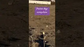 Hey guys, I just thought you would love to see this field of prairie dogs. #animalland #prairiedog