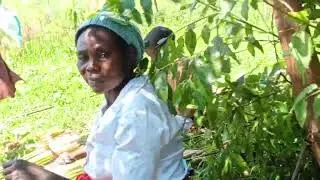 How to collect materials to make local baskets in the swamp