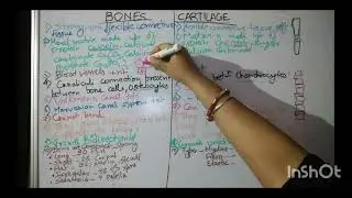 Difference between bones & cartilage.
