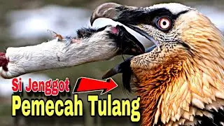 Nasar Berjengot Lebih Tertarik Tulang dari pada Daging - Gypaetus Barbatus (Bearded Vulture Fact)