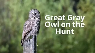 Great Gray Owl on the Hunt