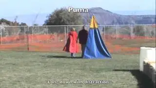 Mondio Ring Trial New Mexico Obedience Puma