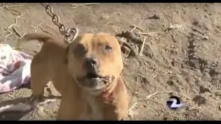 Dangerous Dogs - Pit Bull laws, Victoria, Australia.