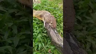 King cobra makan ular python