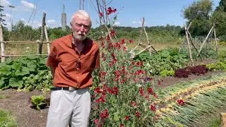 Meadow Vetchling  or Yellow Pea with John Feehan in August, Wildflowers of Offaly series