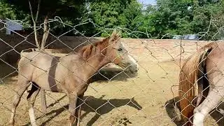 Beautiful Horse And Its Cutes Babies Donkey for the First Time – Funny & Surprising Encounter