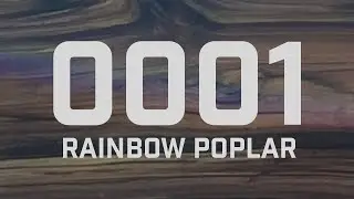 0001 Rainbow Poplar