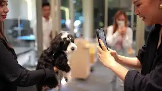 Winnie Wong Got Another Baby | Pretty Bubble Dog