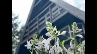 Alpine House Walkthrough
