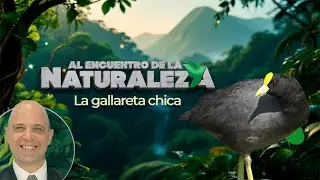 La gallareta chica