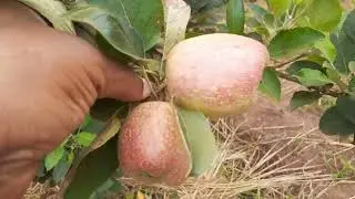 Imirimo ikorwa kuva uhinze pomme kugeza ku isarura.Eng.Ally,Phone:0788549685