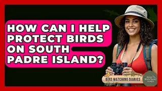 How Can I Help Protect Birds On South Padre Island? | Bird Watching Diaries