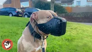 Woman Relocates 9,000 Miles to Protect Her Dog From UK Ban
