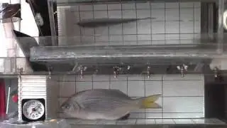 Striped surf perch, Embiotoca lateralis - labrid steady swimming with only pectoral fins.