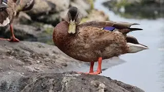 Mallard Duck (Non Breeding Adult Males & Females) BC, Canada 🇨🇦