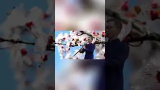 Apricot blossom | Bamboo flute  #inheaven #music #cover #flute