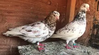 Parlor roller pigeon 2023