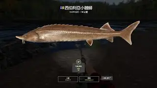 Russian Fishing 4｜Lower Tunguska River－Trophy Siberian Sterlet｜下通古斯卡河－98⭐️西伯利亞小體鱘(10.279kg)