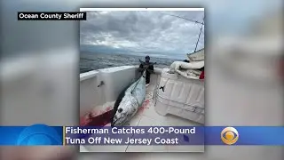 Fisherman Catches 400-Pound Tuna Off New Jersey Coast