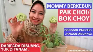 [MOMMY BERKEBUN] Menanam PAK CHOI / BOK CHOY di Rumah. Gampang Banget Ternyata!!