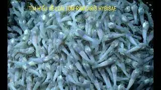 T&Igrave;M HIỂU LO&Agrave;I T&Ocirc;M  RIMICARIS HYBISAE