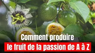 Comment produire une plante de fruit de la passion de A à Z .