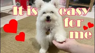 Cute maltipom Peko gets treat and try her best