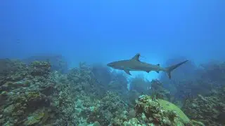 Scuba diving in Belize with Sharks