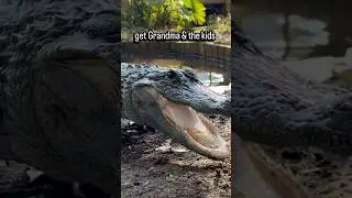 Справятся ли животные с &laquo;флоридскими морозами&raquo;? #gatorland #alligator #crocodile