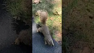 I love its  fluffy tail ❤️❤️