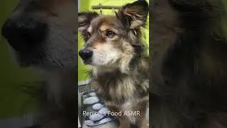 Dog Reaction 🐶 | Smelling a New Snack & Staying Focused