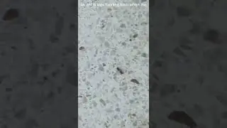 i saw an ant was landing but it has wings