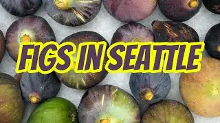 Seattle Main Crop Fig Tasting Meetup