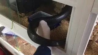 Couperi cage cleaning.