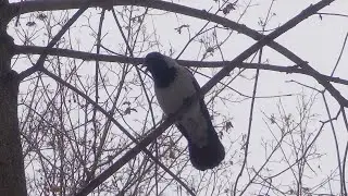 Ворона говорит кошачьим голосом