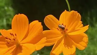 Small Carpenter Bee on heriloom annual Cosmos Bright Lights Flower