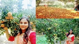 Inside Nagpur Orange farm || Picking Fresh Oranges
