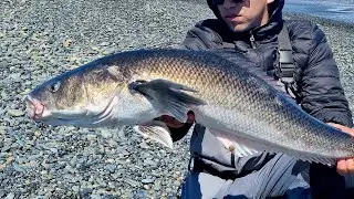 Pesca de Róbalo gigante en el mar. No lo podíamos creer !!! modalidad spining.