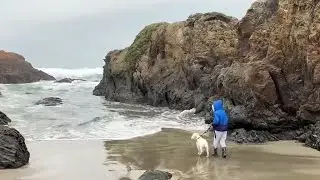 Beach bacteria pose threat to pets as well as marine mammals