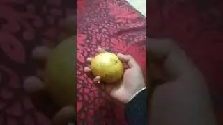 guava magic 🪄 Funny 😂😂😂