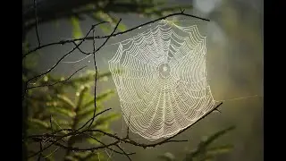The Orb Weaver