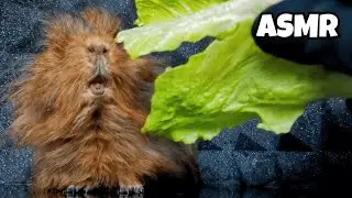 ASMR Mukbang Guinea Pig Freaks for Lettuce 🐹🥬 &mdash; So Cute!