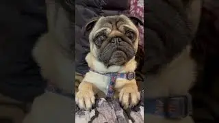 Оцените наклоны головы мопса! 🥰 Милое видео с собаками 2023 года #шорты
