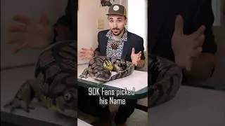 YOU named my salamander WHAT?